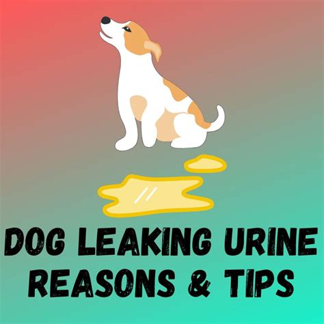 why does my dog leak urine when lying down|My Dog Is Urinating While Lying Down: 6 Causes & Vet。